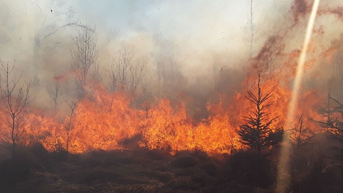 Na Olomoucku hořel les. Zásah komplikovalo sucho a vítr